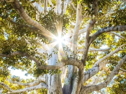 Short Nidra For The Soma-sensory Cortex