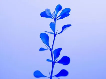 Short Pause - Three Breaths To Center