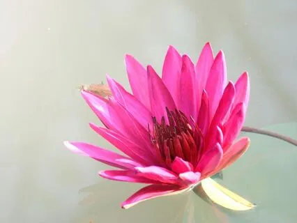 Short Pause - Set Your Intention From The Heart