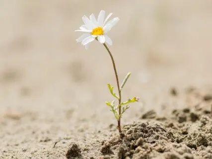 Short Resilience Meditation (With Visualization)