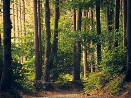 Enchanting 61-Point Body Scan With Spring Peepers & Music