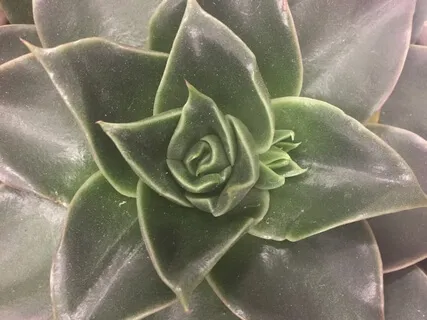 Short Self-Reiki Chakra Balancing (with gong interval)