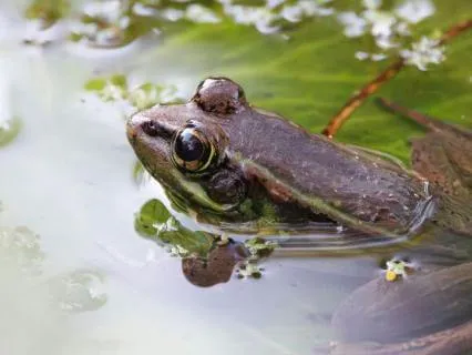 Short Sound Bath | Frogs, Handpan, Chimes, Rain