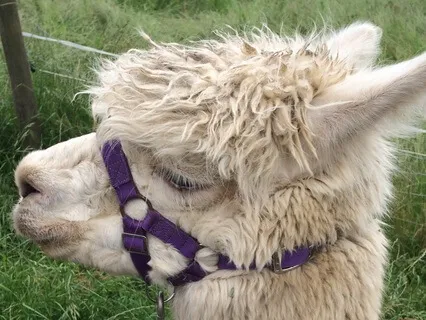 Short Story Alpaca Walk