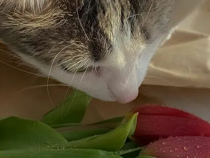 Short Story: Cat Among The Tulips