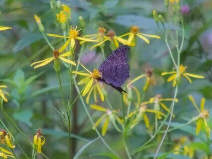 Short Story : The Woman, The Butterfly And The Tree