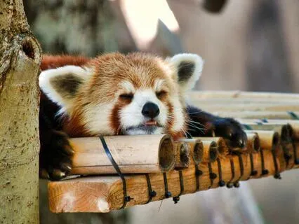 Short Super-Refresher Yoga Nidra (Better Than A Nap)