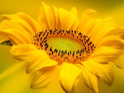 Short Sweet Solar Plexus Chakra Balancing