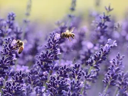 Short Sweet Third Eye Chakra Balancing Meditation