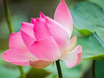 Short Time For You Relaxation Meditation