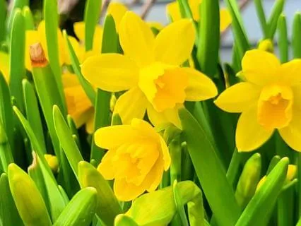 Short Yoga Nidra (NSDR) For Energy Pacing & Breaks