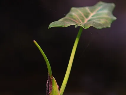 Short Zen Stories: 'A Real Miracle'