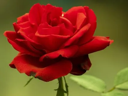 Shoshana, Jewish Folk Tune