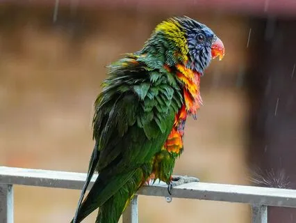 Showers