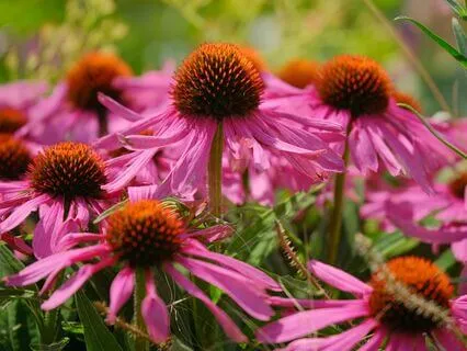 Shri Durga Goddess Mantra