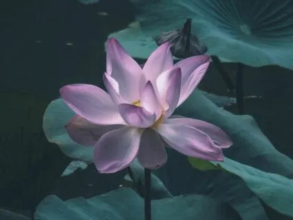 مراقبه شیردی سای بابا