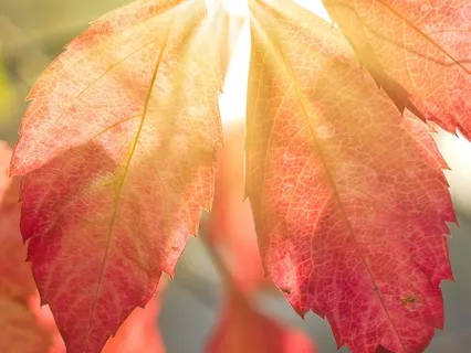 Shruti Box Sound Meditation (Channeling Love's Essence)