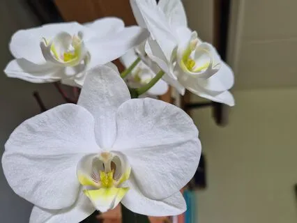 Shu Sho Ichi Nyo 2: Practice And Awakening Are Not Different