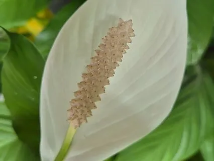 Shu Sho Ichi Nyo - Practice And Awakening Are Not Different