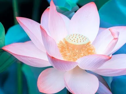 Shunyata - Buddhist Mantra Of Purity