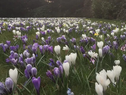 Siddende meditation på åndedrættet