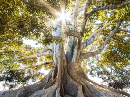 Сепарация От Родителей