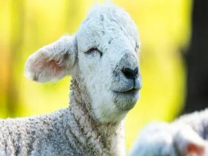 Silas The Sleepy Sheep (Bedtime Story)