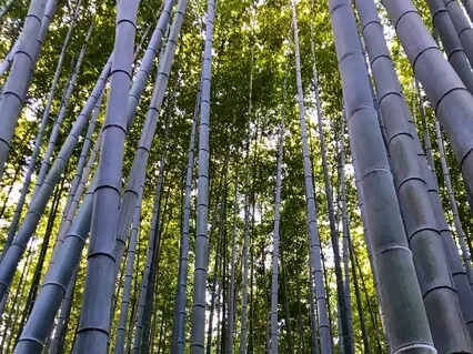 Silence And Stillness