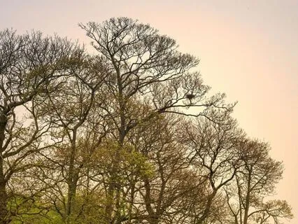 Silence Before First Light