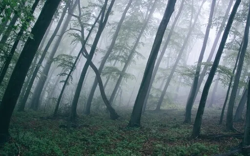 Silence Of The Earth 