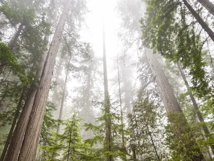 Silence Of The Trees