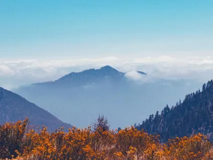 Silence The Inner Critic: A Visualization