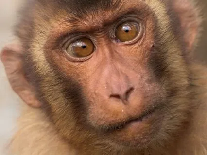 Silence The Mental Noise — Quiet Your Monkey Mind