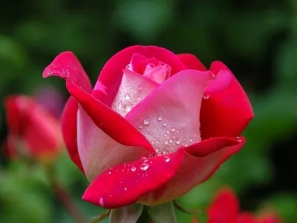 Silent Depths Beneath The Surf: Radiance Sutras Verse 106