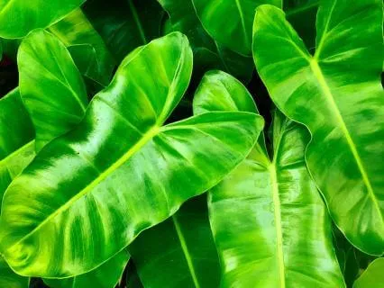 Silent Harmonies Through Verdant Dreams