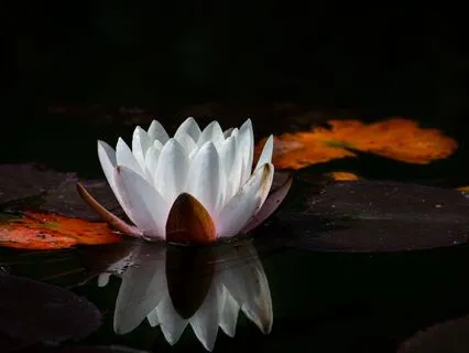 Silent Harmony | Drift Into Effortless Sleep