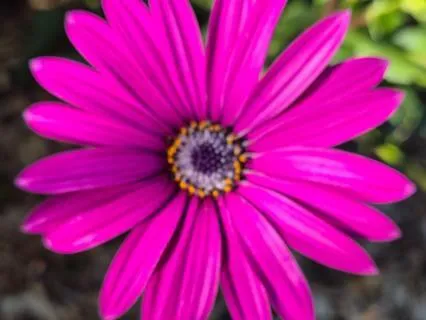 Silent Meditation Ending With Chanting Four Bodhisattva Vows