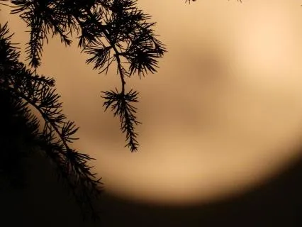 Silent Mind, Deep Sleep – Binaural Beat Therapy