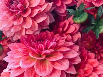 Silent Mirrors | 432 Hz: Reiki Music For Inner Insights