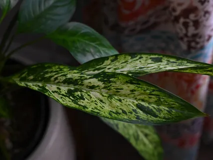 Silent Morning - Inner Stillness