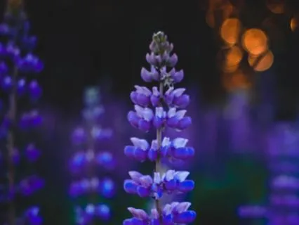 2 Hz Delta Deep Healing Sleep Repair