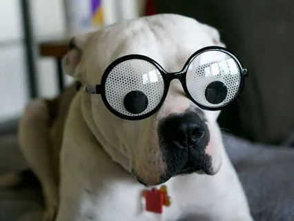 Silly Animal Thoughts: Learning About Your Brain