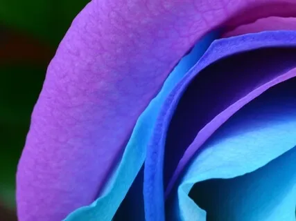 Silver, Blue Rose Chakra Healing