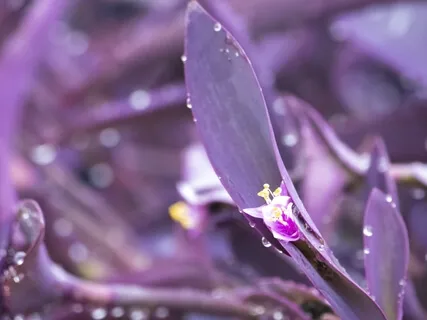 Silver Rain Heart Opener