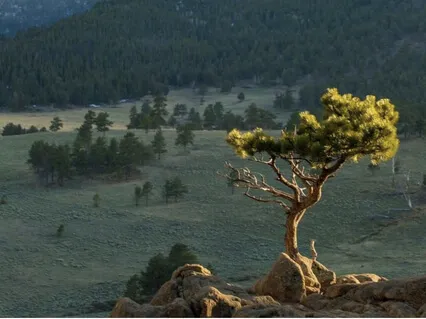 Симбиоз с природой