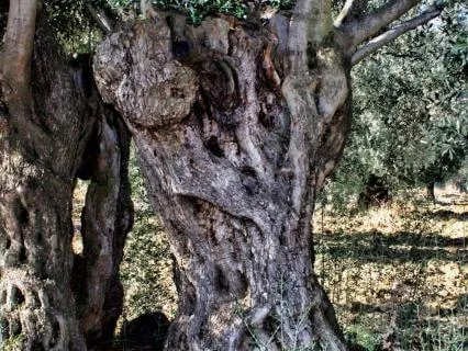 Simcha: Embodying Sacred Joy