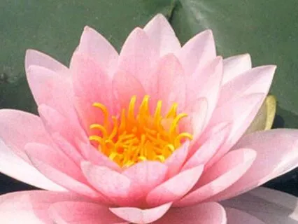 Simple & Sweet Meditation Practice