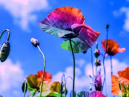 Simple Aura & Chakra Meditation