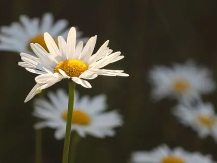 Simple Body Scan Meditation