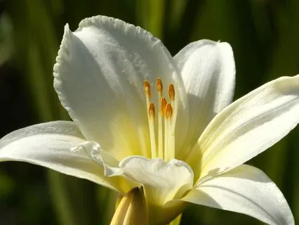 Simple Body Scan | Short Version